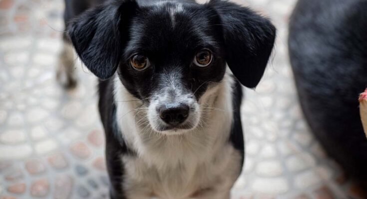 fekete-fehér kistestű kutya áll