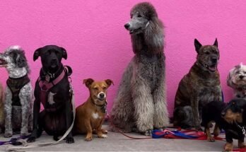 Többféle kutya egy csoport képen