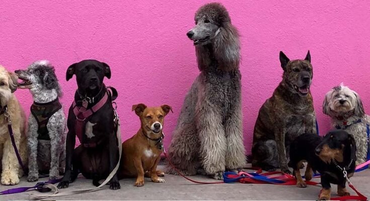 Többféle kutya egy csoport képen