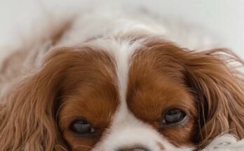 Kutya az ágyban fekszik