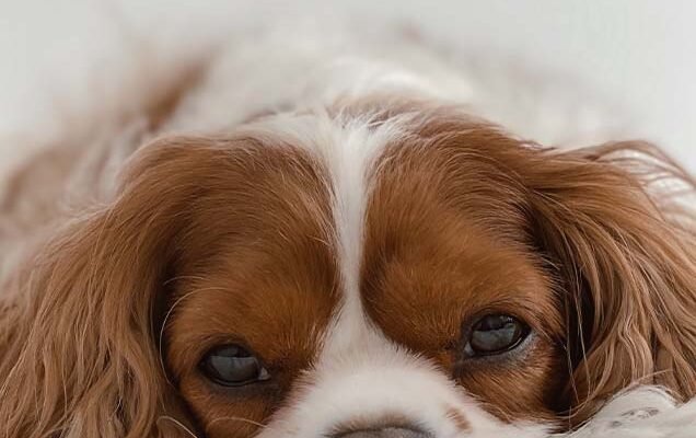 Kutya az ágyban fekszik