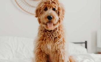 Kutya az ágyban ül