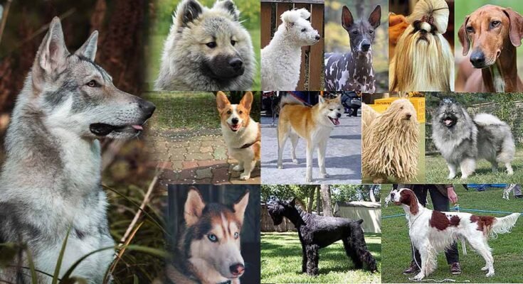 néhány kutyafajta