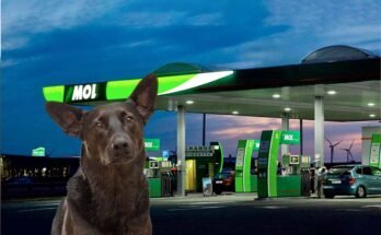 kutya a benzinkúton