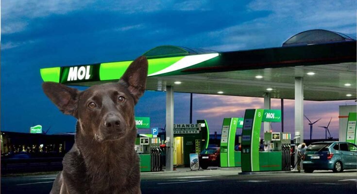 kutya a benzinkúton