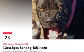 Bandog találkozó