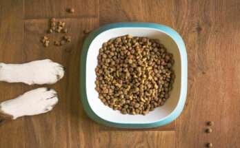 csirke allergia kutyatáp