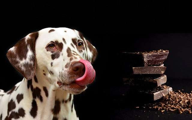 csokit evett a kutya