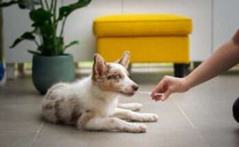 emberi probiotikum kutyának