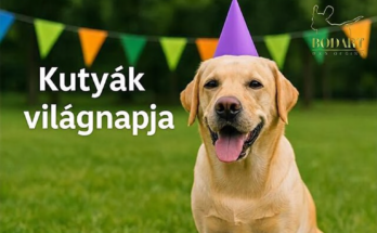 Labrador ünnepi sapkában – Kutyák világnapja
