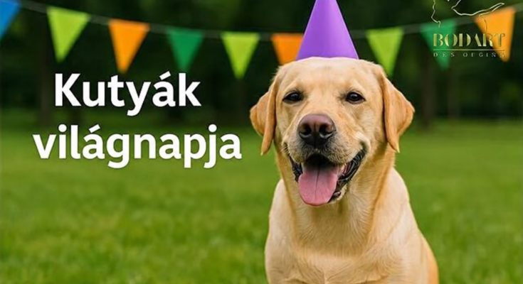 Labrador ünnepi sapkában – Kutyák világnapja