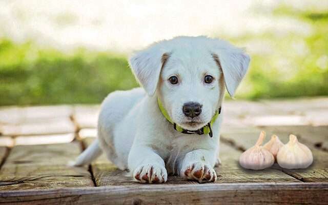 fokhagyma a kutyának