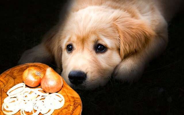 hagyma mérgező kutya