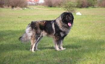 jugoszláv farkaskutya