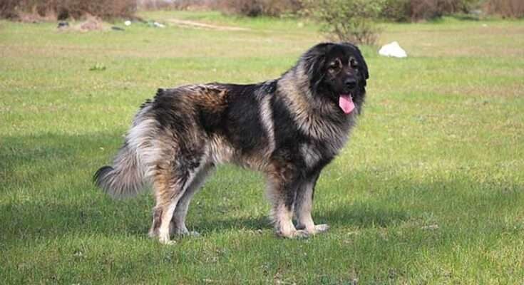 jugoszláv farkaskutya