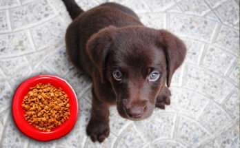 kölyökkutya etetése