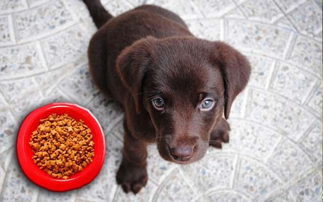 kölyökkutya etetése