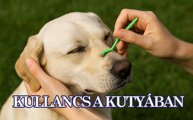 kullancs a kutyában