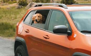 kutyával az autóban