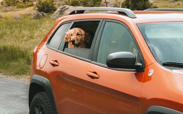 kutyával az autóban