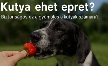 kutya ehet epret