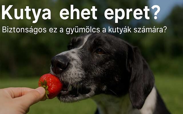 kutya ehet epret