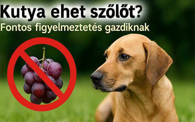 kutya ehet szőlőt?