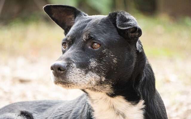 kutya életkor kalkulátor