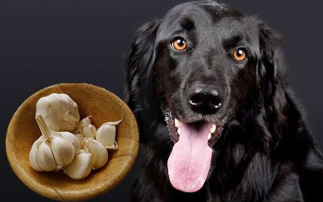 kutya féreghajtás fokhagyma