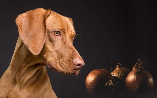 ehet a kutya hagymát