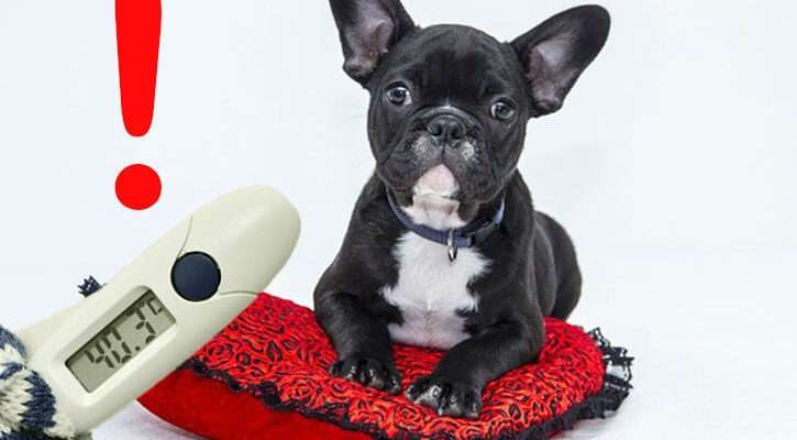 kutya testhőmérséklete