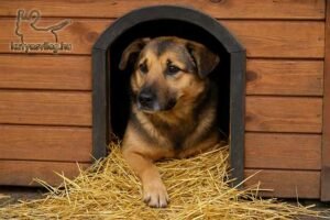 Egy közepes méretű kutya néz ki a saját kutyaházából, amely belülről szalmával van kibélelve. A kutya kényelmesen pihen, a szalma természetes és száraz aljzatot biztosít.