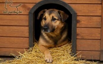 Egy közepes méretű kutya néz ki a saját kutyaházából, amely belülről szalmával van kibélelve. A kutya kényelmesen pihen, a szalma természetes és száraz aljzatot biztosít.