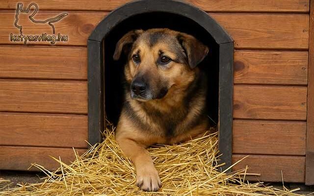 Egy közepes méretű kutya néz ki a saját kutyaházából, amely belülről szalmával van kibélelve. A kutya kényelmesen pihen, a szalma természetes és száraz aljzatot biztosít.