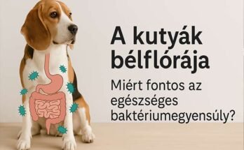 kutyák bélflórája