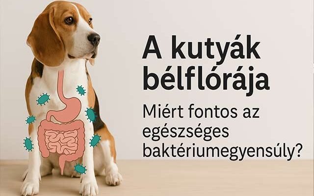 kutyák bélflórája