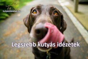 Legszebb kutyás idézetek