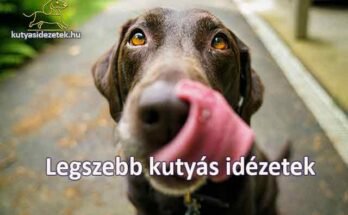 Legszebb kutyás idézetek