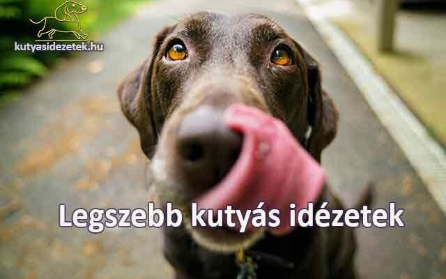 Legszebb kutyás idézetek