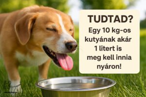 mennyi vizet igyon a kutya nyáron