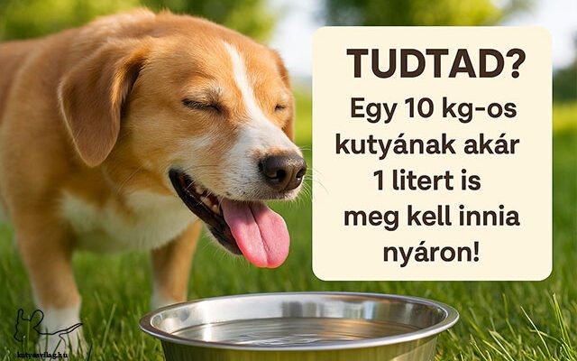 mennyi vizet igyon a kutya nyáron