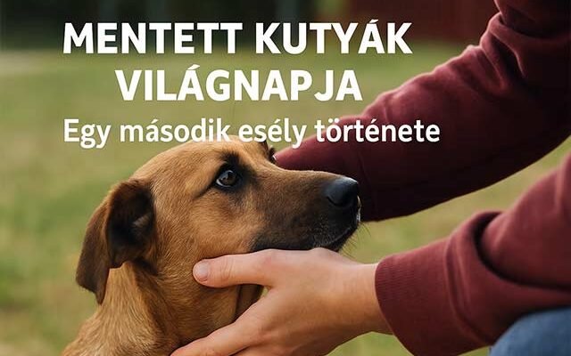 mentett kutyák világnapja