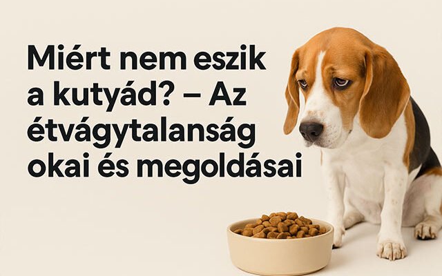 miért nem eszik a kutyád