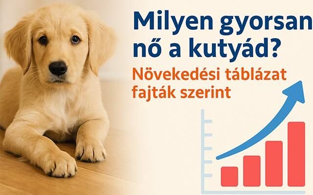 milyen gyorsan nő a kutyád