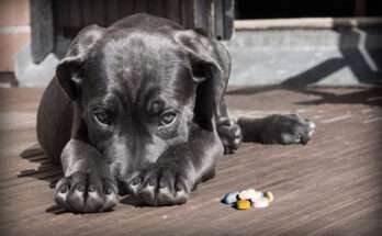 probiotikum kutyáknak