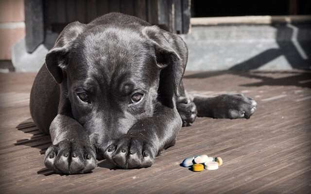 probiotikum kutyáknak