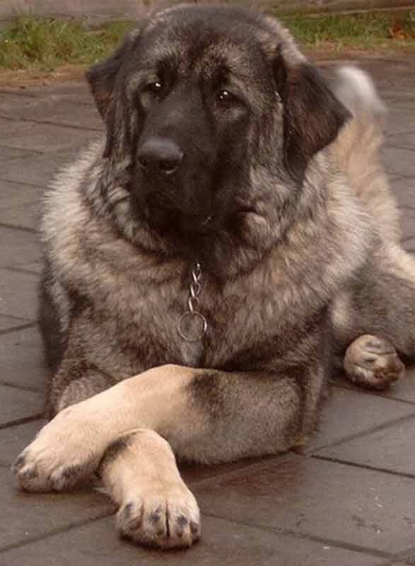 sarplaninac