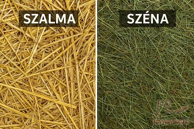 Digitális összehasonlító kép, amely bemutatja a szalma és a széna közötti különbséget. A bal oldalon világos, aranysárga szalma látható, míg a jobb oldalon zöldes, fűszerű széna. Mindkettő alatt felirat jelzi a megnevezésüket.