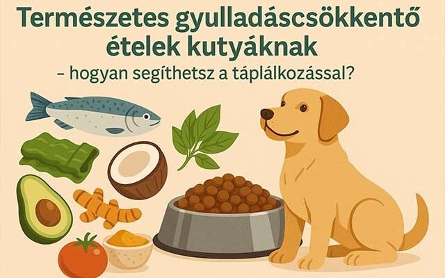 természetes gyulladáscsökkentő kutyáknak