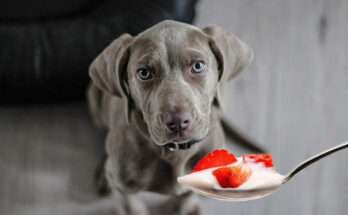 természetes probiotikum kutyáknak